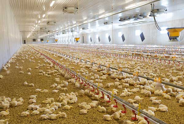  تامین سالانه 160 تن از نیاز بازار مرغ استان/ گیرکردن تولید در پیچ بروکراسی اداری طولانی,